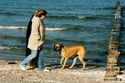 Luna - die wohl lteste Dogge Deutschlands - 2006 in Ahlbeck an der Ostsee