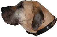 Luna - die wohl lteste Dogge Deutschlands - Kopfbild