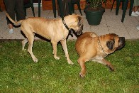 Luna - die wohl lteste Dogge Deutschlands - in Le Hohwald mit Anzelot