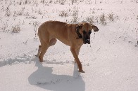 Luna - die wohl lteste Dogge Deutschlands - 2006 im Schnee