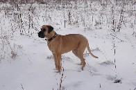 Luna - die wohl lteste Dogge Deutschlands - 2006 im Schnee 2