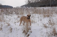 Luna - die wohl lteste Dogge Deutschlands - 2006 im Schnee 3