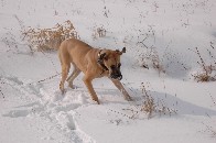 Luna - die wohl lteste Dogge Deutschlands - 2006 im Schnee 4